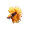 Pez betta macho yellow fancy importado